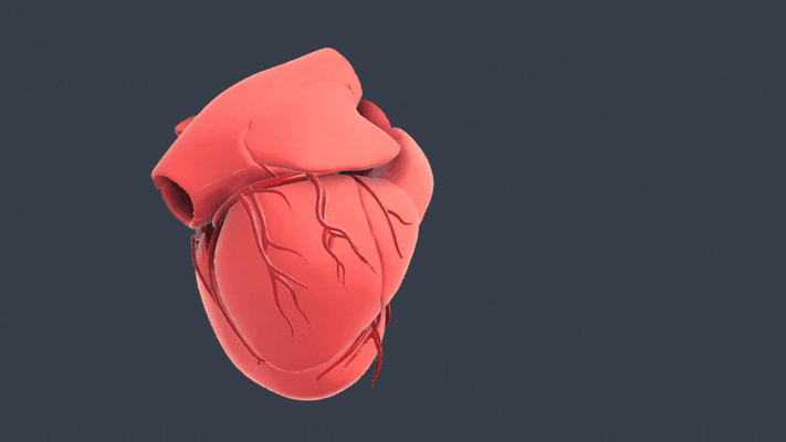 corazón segmentario anatómico anatomía cardiaca estructura corazon sistema cardiovascular salud humano fisiología cardiología diagrama función investigación 3d print model - Mito3D