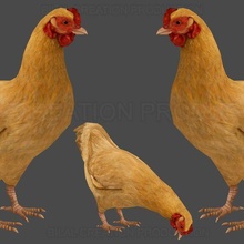 hen chicken animations 3d print model - Mito3D