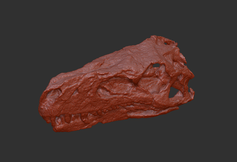 herrerasaurus ischigualastensis primitif dinosaure crâne fossile modèle haute poly 3d print model - Mito3D