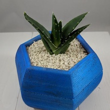 hexágono suculento maceta casa planta de la suculentas 3d print model - Mito3D
