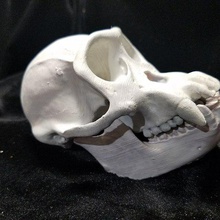 high resolution replica scan chimpanzee skull full size various animal skeleton prop 3d print model - Mito3D