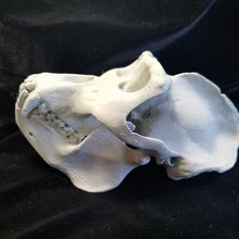 high resolution replica scan gorilla skull full size various primate animal skeleton 3d print model - Mito3D