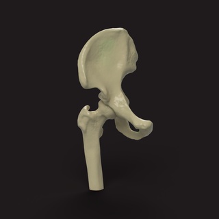 bacino medico modello dr medicinale anca osso Salute umano corpo 3d print model - Mito3D