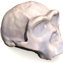 homo ergaster skull various anatomy biology evolution paleobiology 3d print model - Mito3D