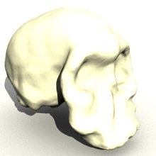 homo habilis skull various anatomy biology evolution 3d print model - Mito3D