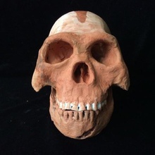 homo naledi antigo hominídeo reconstrução do crânio a arte humanos fósseis arqueologia antropologia ciência 3d print model - Mito3D