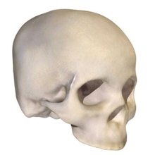 homo sapien crânio vários anatomia biologia evolução humanos 3d print model - Mito3D