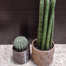honeycomb pot plant flowerpot pencil cactus 3d print model - Mito3D