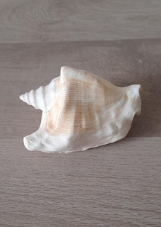 horned conch conch molusque shell beach sea ocean shellfish  3d print model - Mito3D