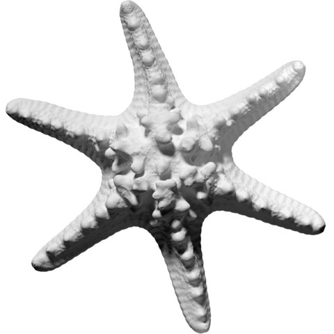 étoile de mer à cornes divers 3D print model - Mito3D