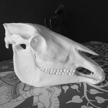 Pferd Kranich Kunst Schädel Anatomie die Bildhauerei Tier 3d print model - Mito3D