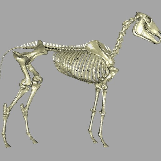 horse skeleton 3D print model - Mito3D