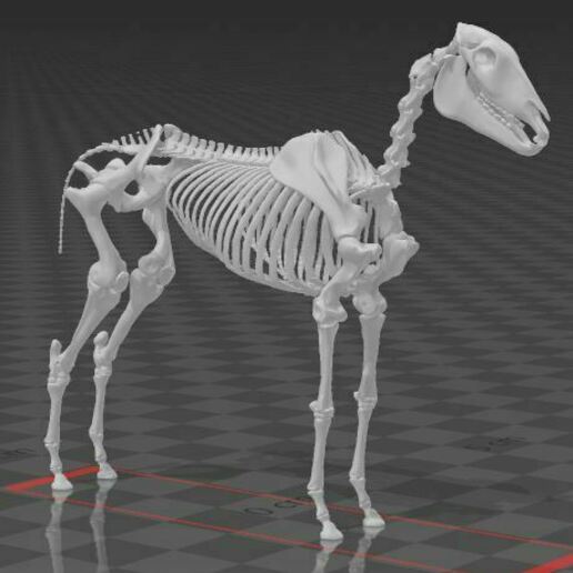 caballo esqueleto 2 cráneo anatomía 3D print model - Mito3D
