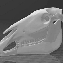 caballo cráneo 1 esqueleto 3d print model - Mito3D