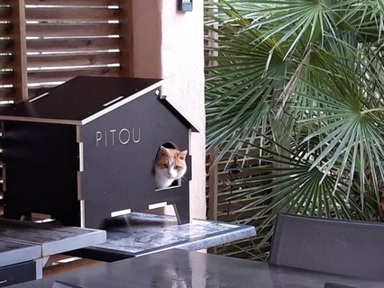 casa pitou gato gatos dxf expediente nicho solido mascotas 3d print model - Mito3D
