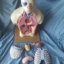 humano anatomia tronco modelo anatômico ensino Médicos corpo Aprendendo médico escola Ciência vapor haste biologia 3d print model - Mito3D