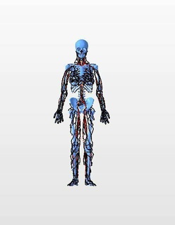 Anatomie Venen Arterien verschiedene menschlich Nacken Biologie Muskeln fotorealistisch Wissenschaftler medizinische Animation Medizinkunst medicalvisualisation Drüsen medizinisch medizinischvi 3d print model - Mito3D