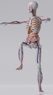 human anatomy skeleton skull eyes hand brain head leg heart 3d print model - Mito3D