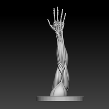 Humain bras anatomie Masculin 3d print model - Mito3D