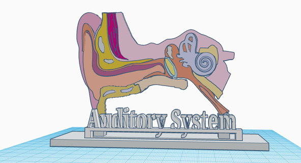 human auditory system 3d print model - Mito3D