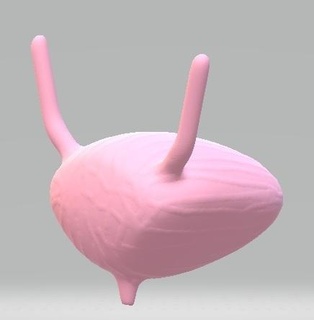 human bladder real scale Various uterus anatomy organ medicine dr health 3d print model - Mito3D
