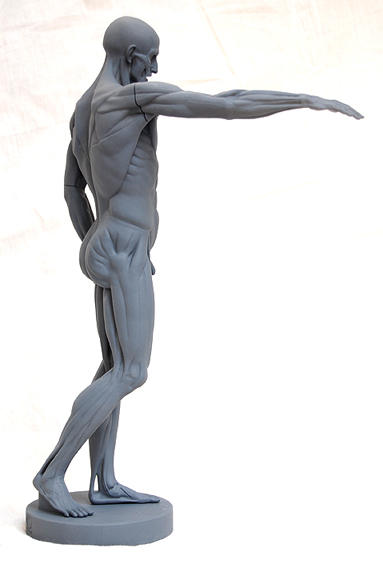 Humain corps audacieux ecorche stl modèle 3d impression anatomie muscles squelette musculature sculpture référence outil Houdon art sculptures musclé anatomique 3D print model - Mito3D