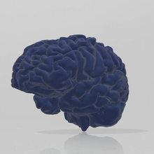 insan beyni sanat anatomik kalp adam vücut oyuncak kardiyovasküler hobi diy diğer beyin 3d print model - Mito3D