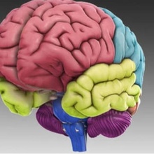 Humain cerveau art 3d print model - Mito3D