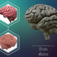 humano cérebro 3d modelo pronto impressão hemisfério neurologia anatomia neural psicologia cerebral intelecto inteligência intelectual memória arte esculturas 3d print model - Mito3D