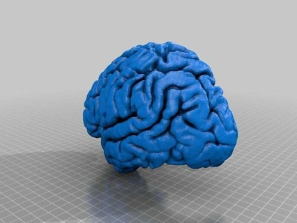 humano cerebral córtex cérebro surfista livre mni Atlas animais 3d print model - Mito3D