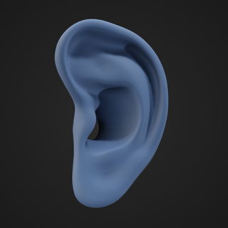 human ear hearing lobe canal anatomy bones joint leg femur pelvis titanium surgical implant acetabular 3d print model - Mito3D