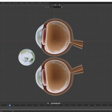 human eyeball anatomy slice 3d model 3d print model - Mito3D