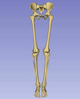 humano pie anatómico esqueleto modelo pieesqueleto tobillos podología anatomía piehumano pieesquelético huesosdelpie ortopedía saluddelospies cuidado pies huesos datosdepodología función dolor 3d print model - Mito3D