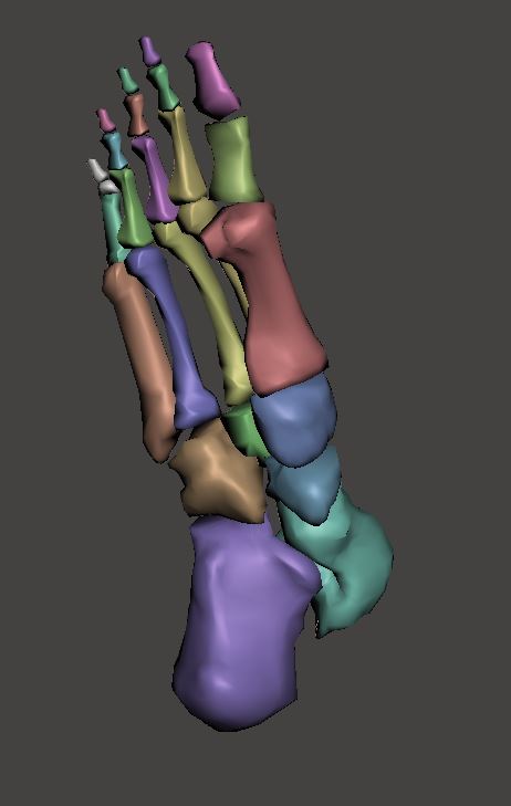 Humain pied OS anatomie 3d modèle étude médical médicament cheville os tibia membre distal phalange milieu proximal interphalangienne mixte métatarso phalangien sésamoïdes métatarsiens tarso métatarsien 3D print model - Mito3D