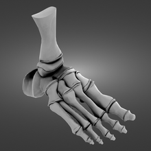 insan ayak 3d print model - Mito3D
