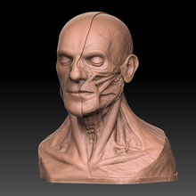 cabeza humana anatomía artística la impresión 3d cuerpo el busto ecorche educación de los músculos estudio 3d print model - Mito3D