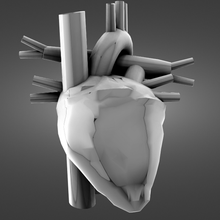 humano corazón 3d print model - Mito3D