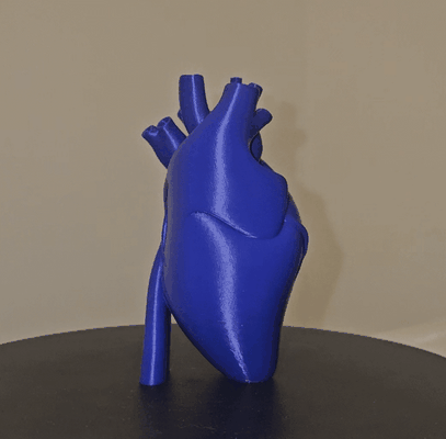 human heart anatomy statue home decor art by pretzel prints love valentine print in place pip body parts creepy 3d print model - Mito3D