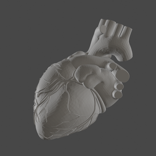 humano coração poli anatomia animal 3d print model - Mito3D