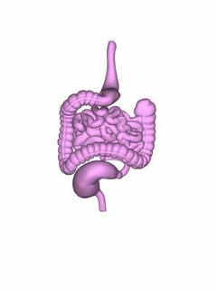 Humain intestin organe digestif système petit grand anatomie médical 3d print model - Mito3D