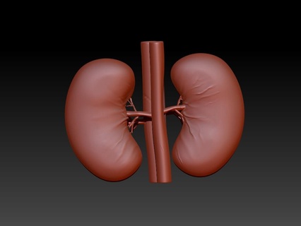 human kidney organic 3d printing best pritable 3d print model - Mito3D
