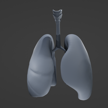human lungs 3d print model - Mito3D