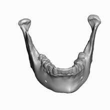 insan mandibula çeşitli 3d print model - Mito3D