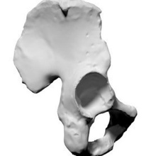 human pelvis bone various 3d print model - Mito3D
