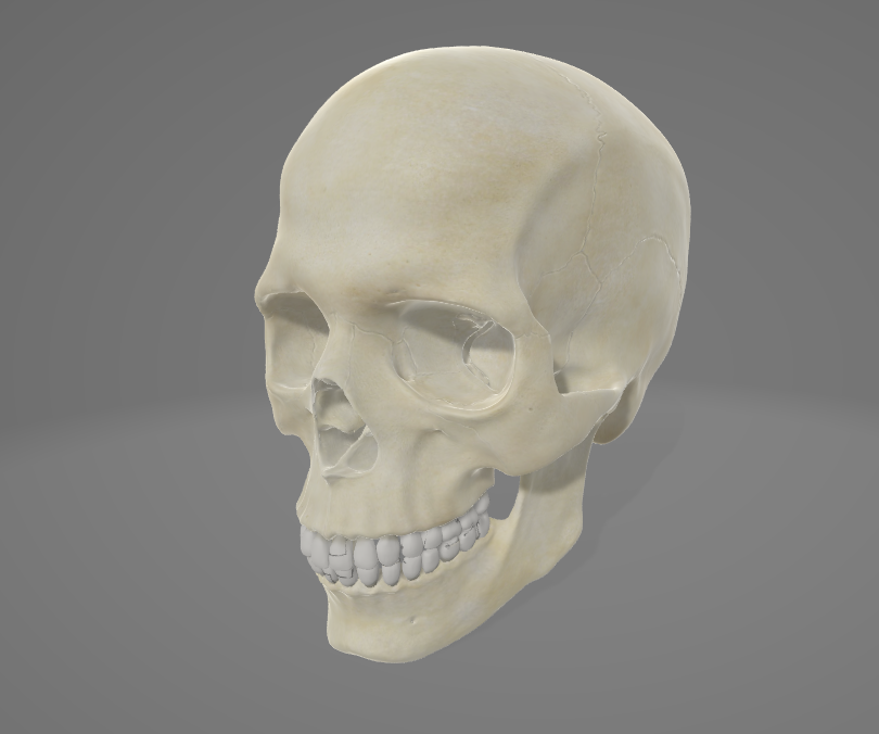 umano zucca ossatura cranio testa 3D print model - Mito3D