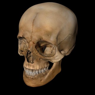 human scull skull anatomy building man 3d print model - Mito3D