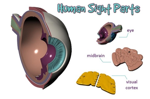insan görme parçalar göz orta beyin görsel korteks çeşitli Biyoloji Eğitim Bilim 3d print model - Mito3D