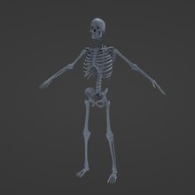 umano scheletrico 3d print model - Mito3D