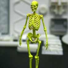 human skeleton display model marco valenzuela body anatomical anatomy figurine statue educational art science medical bones nature organs classroom 3d print model - Mito3D