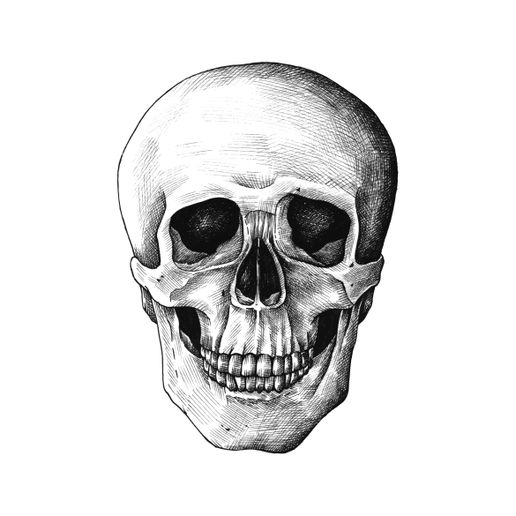 humano cráneo anatomía 3D print model - Mito3D